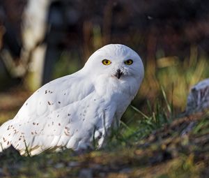 Preview wallpaper white owl, owl, bird, feathers