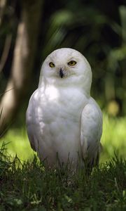 Preview wallpaper white owl, owl, bird