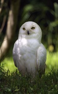 Preview wallpaper white owl, owl, bird