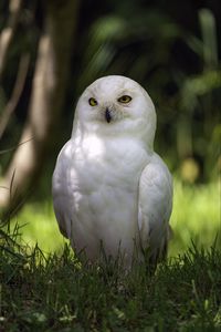 Preview wallpaper white owl, owl, bird