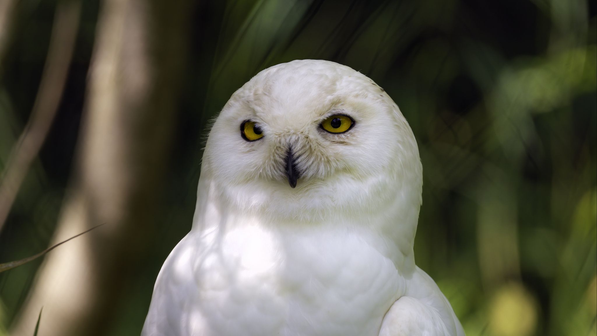 Белый филин фото Download wallpaper 2048x1152 white owl, owl, bird ultrawide monitor hd backgroun