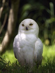 Preview wallpaper white owl, owl, bird