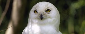 Preview wallpaper white owl, owl, bird