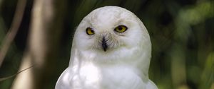 Preview wallpaper white owl, owl, bird