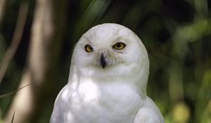 Preview wallpaper white owl, owl, bird