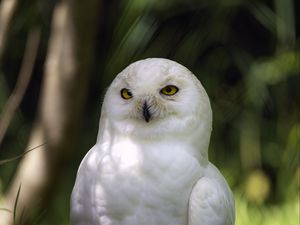 Preview wallpaper white owl, owl, bird