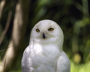 Preview wallpaper white owl, owl, bird