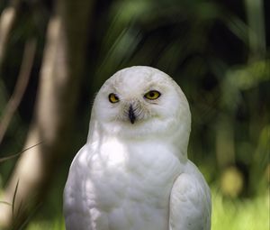 Preview wallpaper white owl, owl, bird