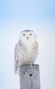 Preview wallpaper white owl, owl, bird, board