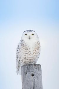 Preview wallpaper white owl, owl, bird, board