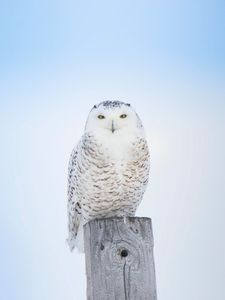 Preview wallpaper white owl, owl, bird, board