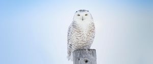 Preview wallpaper white owl, owl, bird, board