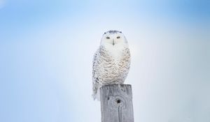 Preview wallpaper white owl, owl, bird, board