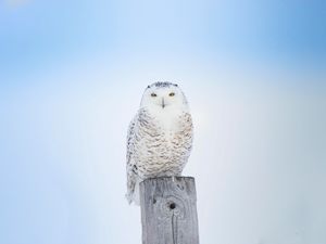 Preview wallpaper white owl, owl, bird, board