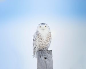 Preview wallpaper white owl, owl, bird, board