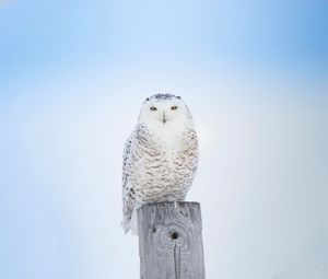 Preview wallpaper white owl, owl, bird, board