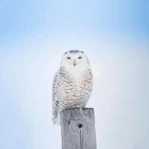 Preview wallpaper white owl, owl, bird, board