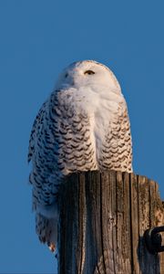 Preview wallpaper white owl, owl, bird, log, sky