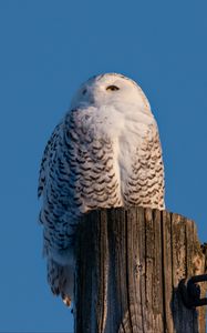 Preview wallpaper white owl, owl, bird, log, sky