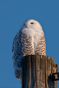 Preview wallpaper white owl, owl, bird, log, sky