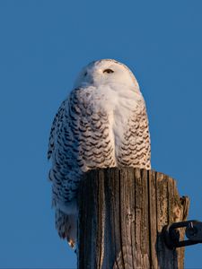 Preview wallpaper white owl, owl, bird, log, sky