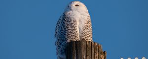 Preview wallpaper white owl, owl, bird, log, sky