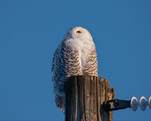 Preview wallpaper white owl, owl, bird, log, sky