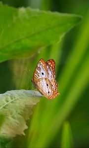 Preview wallpaper white peacock, butterfly, wings, macro, leaf