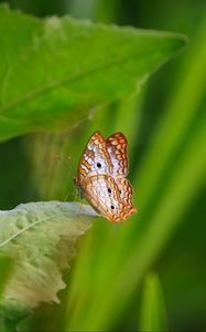 Preview wallpaper white peacock, butterfly, wings, macro, leaf