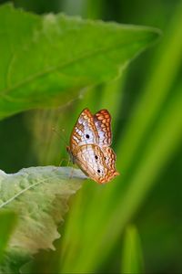 Preview wallpaper white peacock, butterfly, wings, macro, leaf