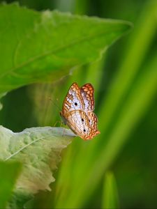 Preview wallpaper white peacock, butterfly, wings, macro, leaf