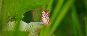 Preview wallpaper white peacock, butterfly, wings, macro, leaf