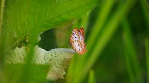 Preview wallpaper white peacock, butterfly, wings, macro, leaf