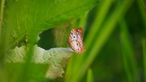 Preview wallpaper white peacock, butterfly, wings, macro, leaf