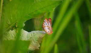 Preview wallpaper white peacock, butterfly, wings, macro, leaf