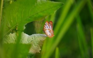 Preview wallpaper white peacock, butterfly, wings, macro, leaf