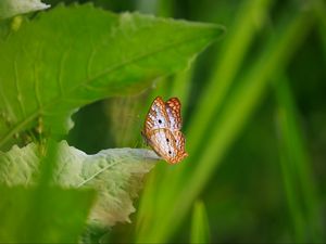 Preview wallpaper white peacock, butterfly, wings, macro, leaf