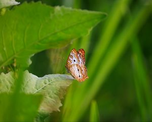 Preview wallpaper white peacock, butterfly, wings, macro, leaf