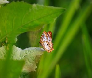 Preview wallpaper white peacock, butterfly, wings, macro, leaf