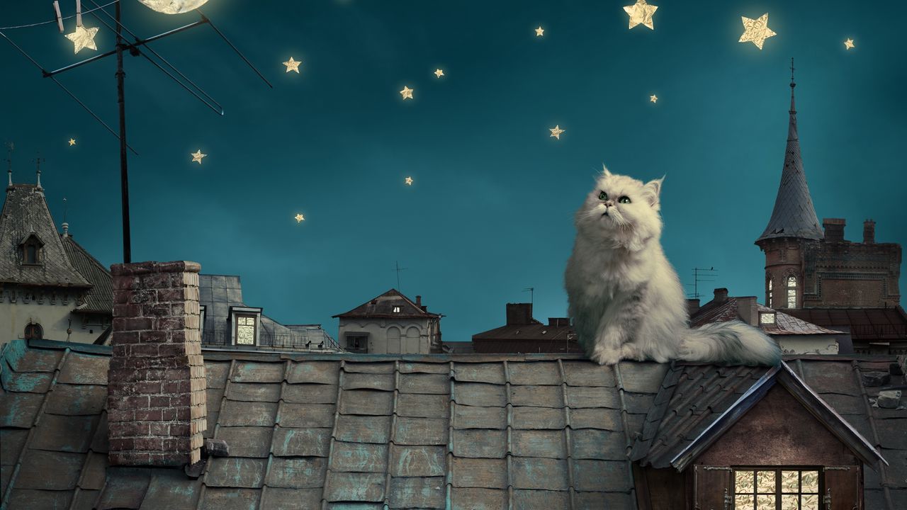 Wallpaper white persian cat, kitten, fairy tale, fantasy, roofs, houses, sky, night, stars, moon