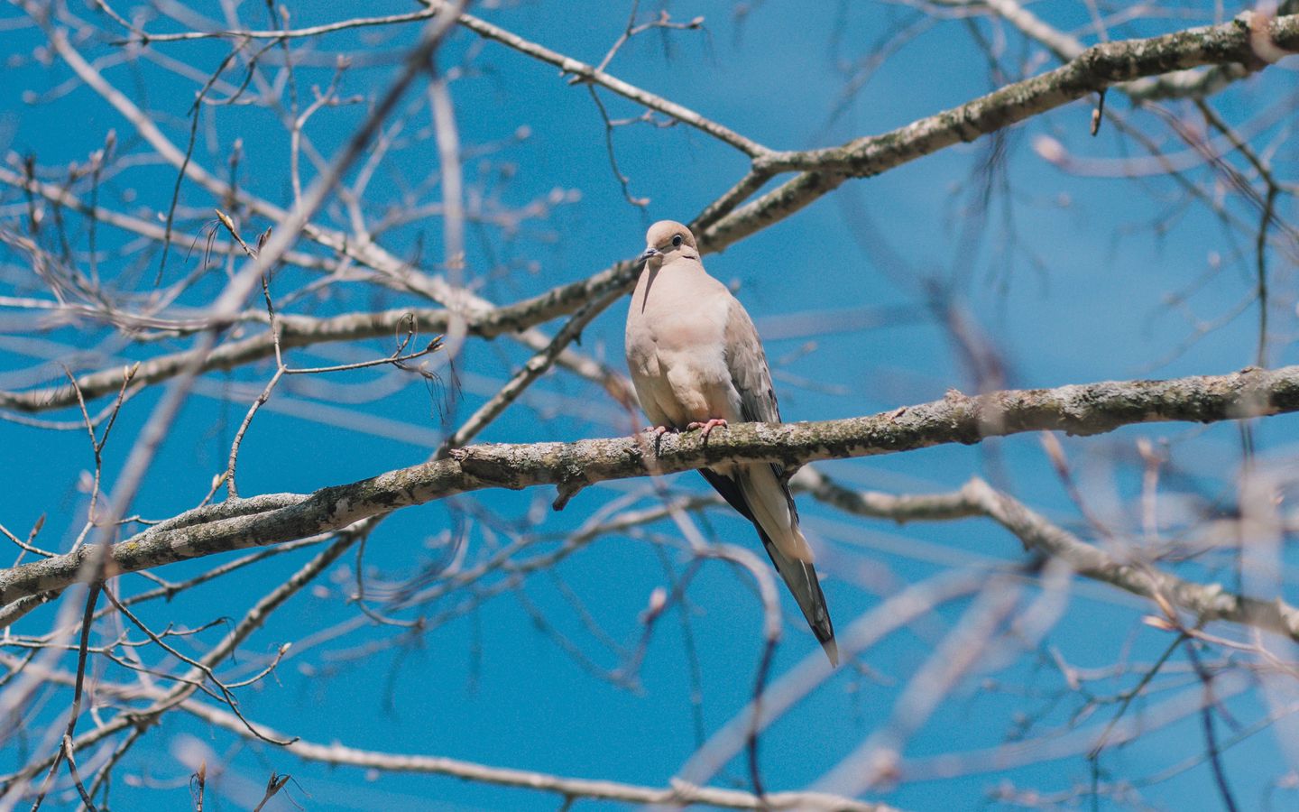 1440x900 Wallpaper white pigeon, pigeon, bird, branches