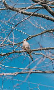 Preview wallpaper white pigeon, pigeon, bird, branches