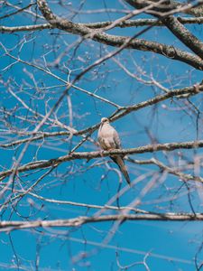 Preview wallpaper white pigeon, pigeon, bird, branches