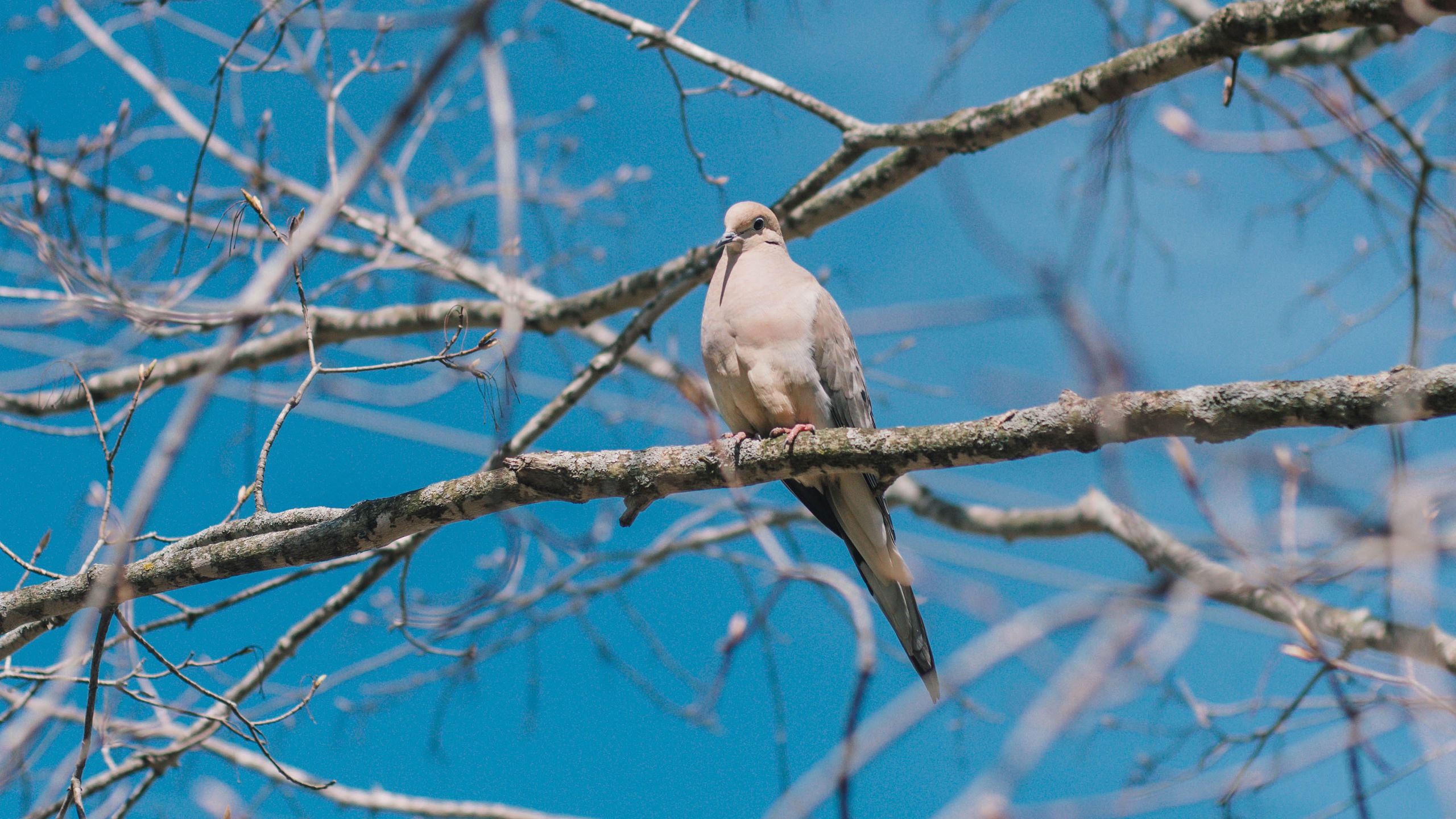 Download wallpaper 2560x1440 white pigeon, pigeon, bird, branches widescreen 16:9 hd background