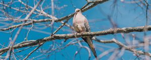 Preview wallpaper white pigeon, pigeon, bird, branches