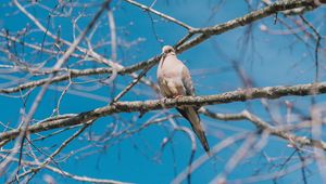 Preview wallpaper white pigeon, pigeon, bird, branches