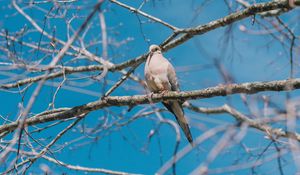 Preview wallpaper white pigeon, pigeon, bird, branches