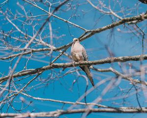 Preview wallpaper white pigeon, pigeon, bird, branches