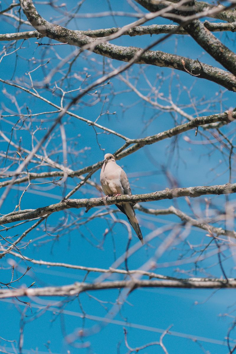800x1200 Wallpaper white pigeon, pigeon, bird, branches