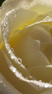 Preview wallpaper white rose, petals, drops